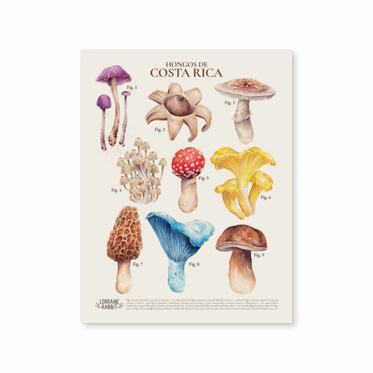 Costa Rica Mushrooms