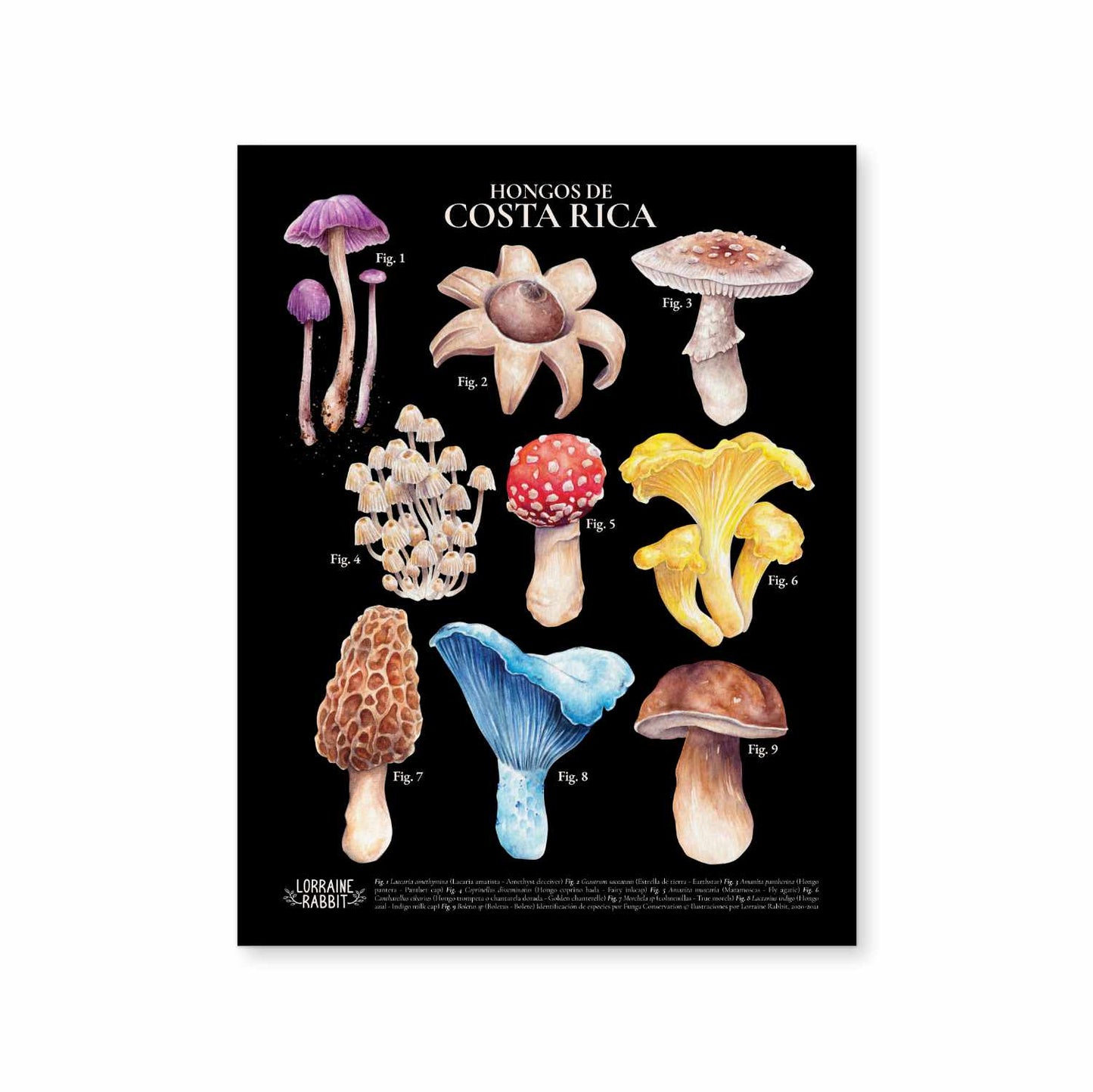 Costa Rica Mushrooms