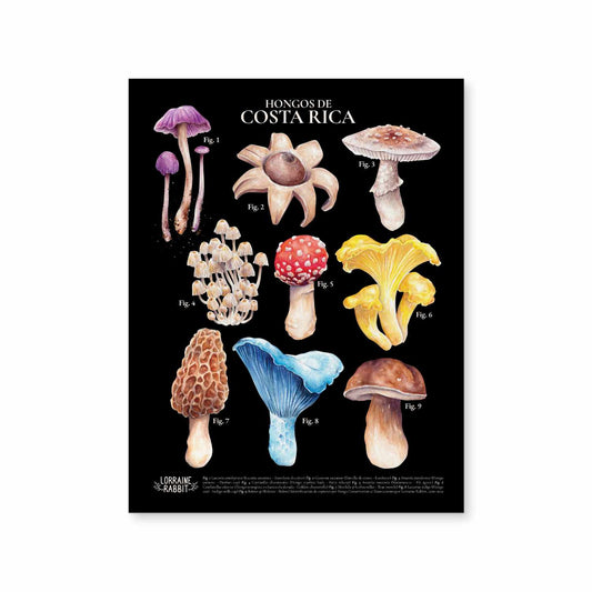 Costa Rica Mushrooms