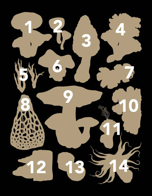 Mushrooms of Costa Rica