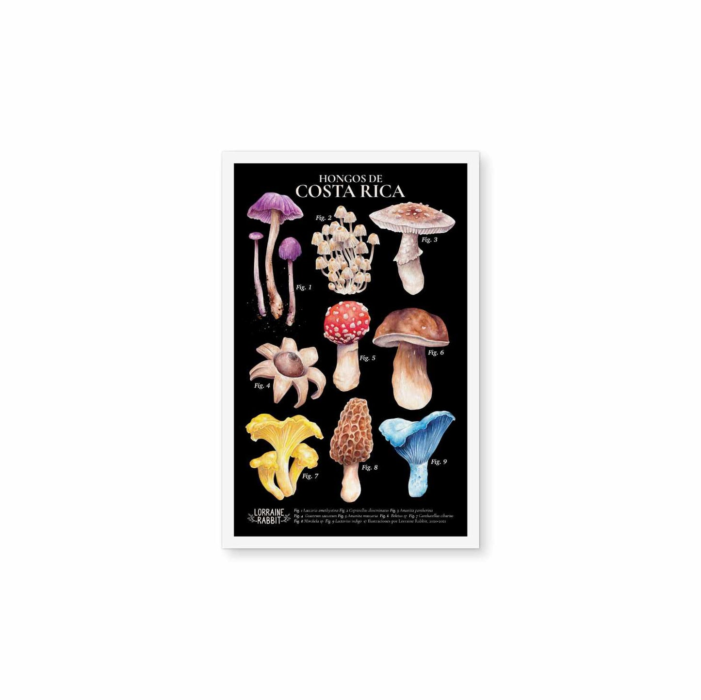 Costa Rica Mushrooms
