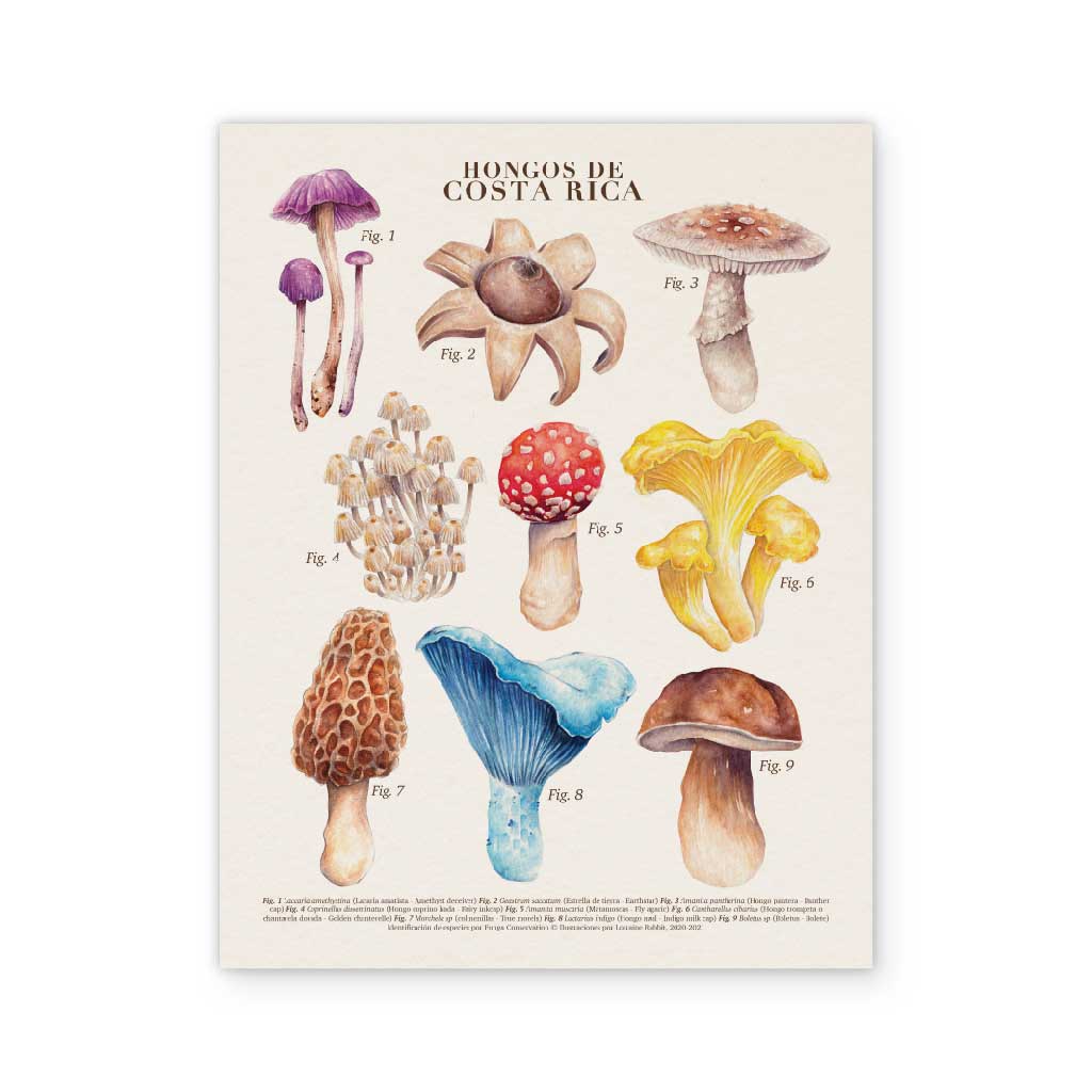 Mushrooms of Costa Rica - defective print