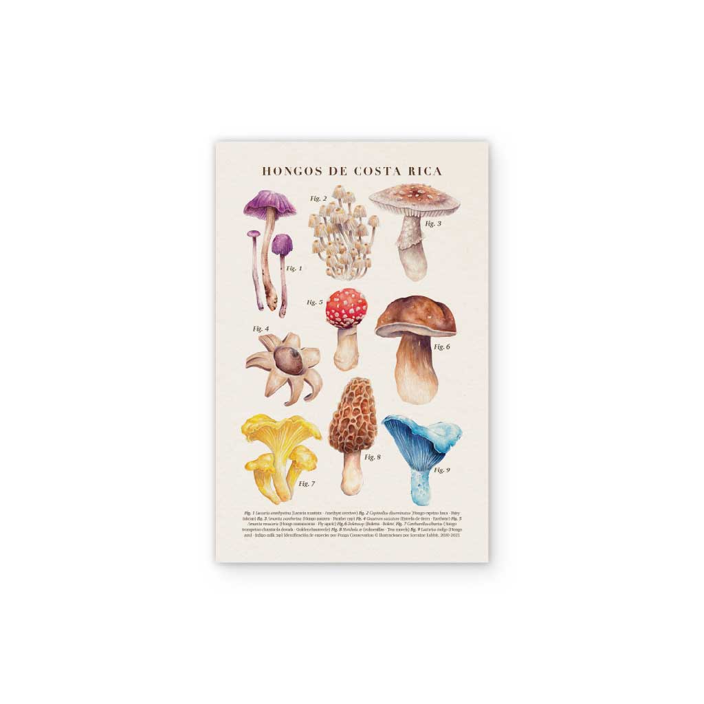 Mushrooms of Costa Rica - defective print