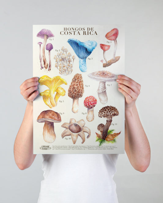 Hongos de CR - print A3