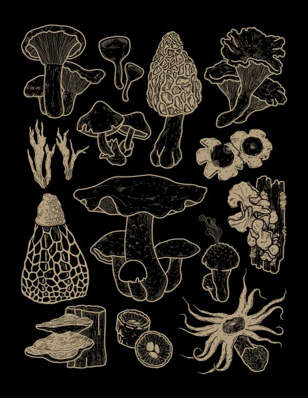 CR Mushrooms