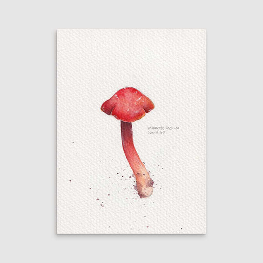 Hygrocybe red- Original painting