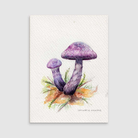 Cortinarius purple - Original painting