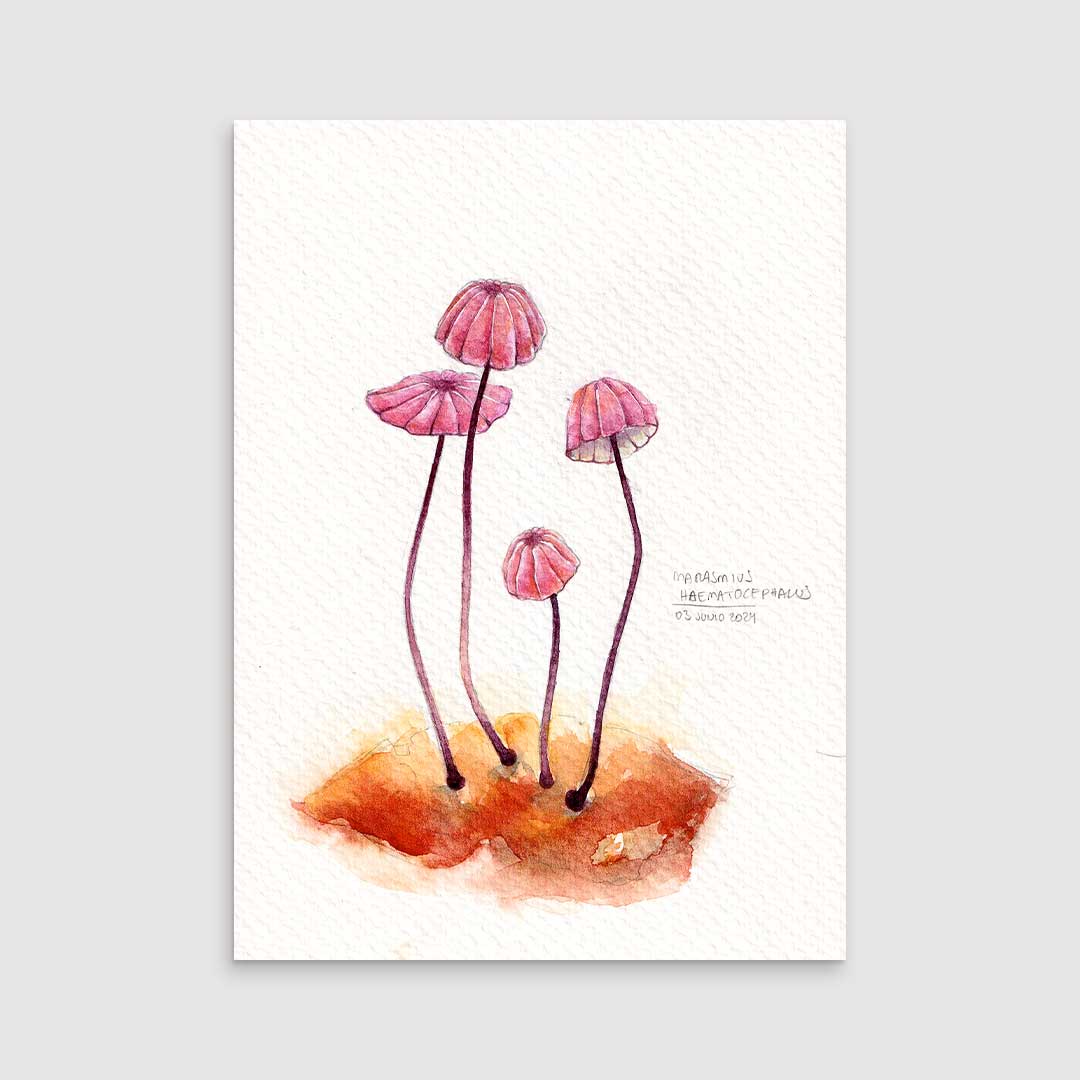 Marasmius pink - Original painting