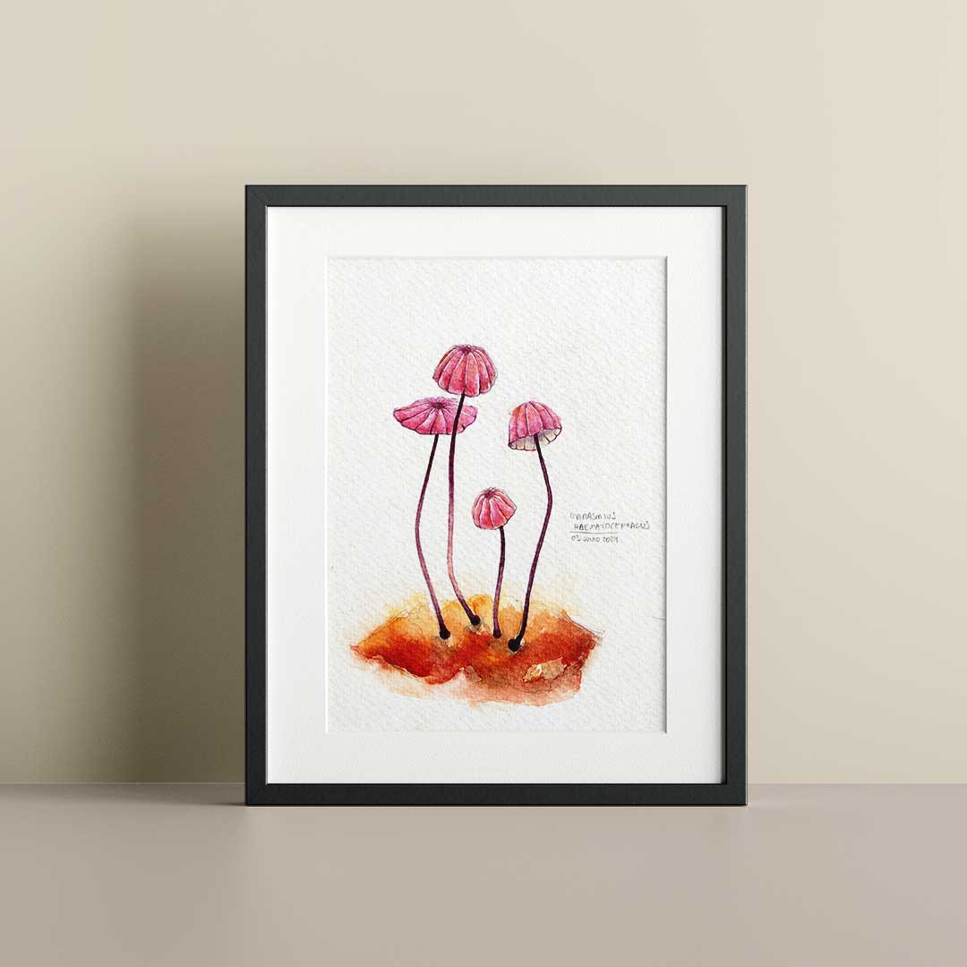 Marasmius pink - Original painting