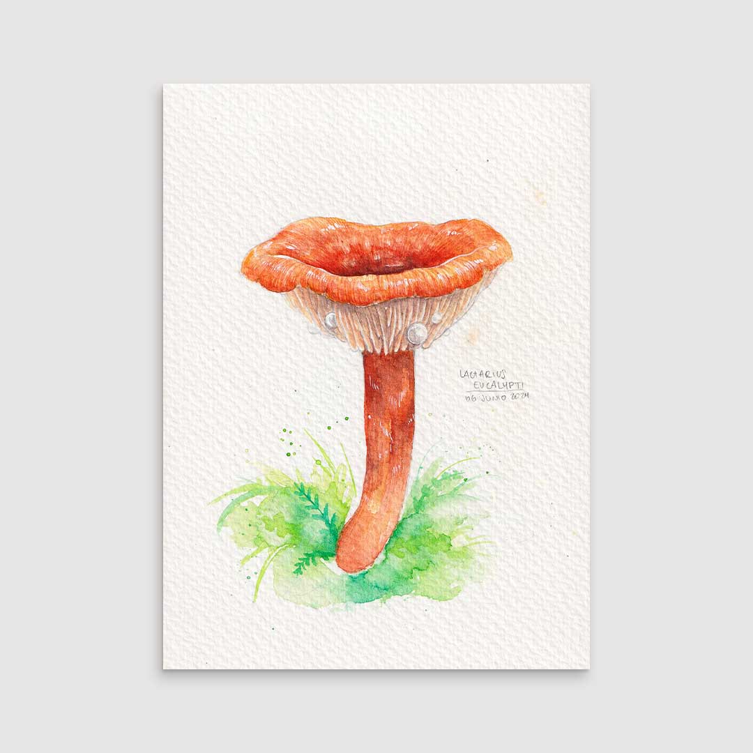 Lactarius orange - Original painting