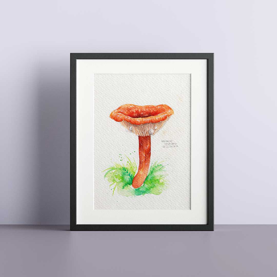 Lactarius orange - Original painting