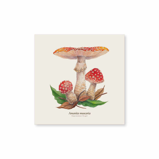 Amanita muscaria