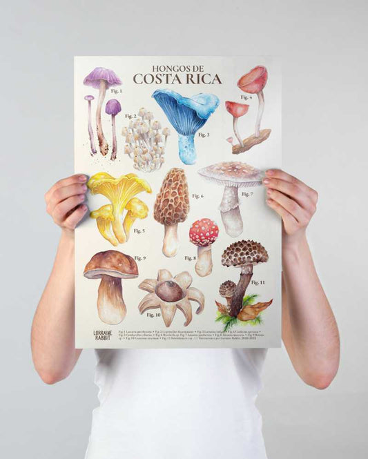 Hongos de CR - print A3