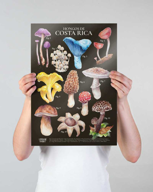Hongos de CR - print A3 (oscuro)