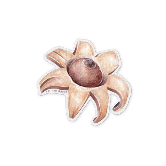 Hongo estrella - sticker