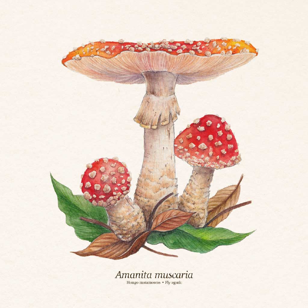 Amanita muscaria