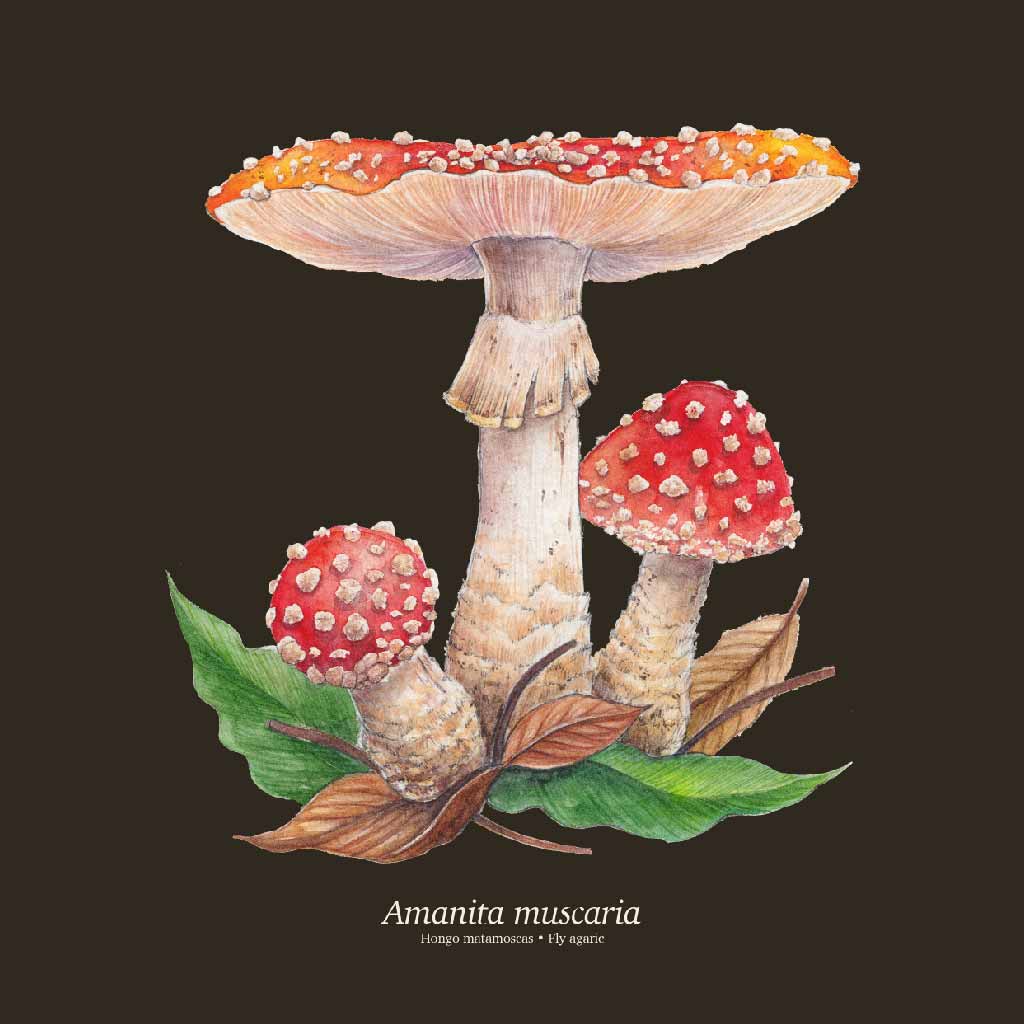 Amanita muscaria