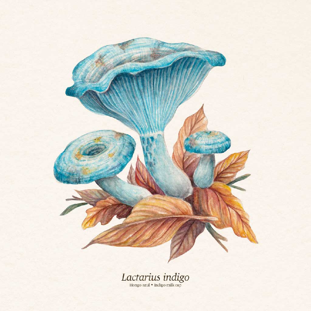 Lactarius indigo