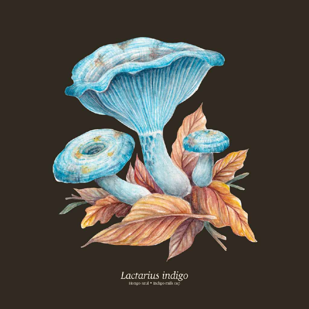 Lactarius indigo