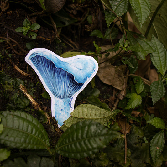 Lactarius - sticker